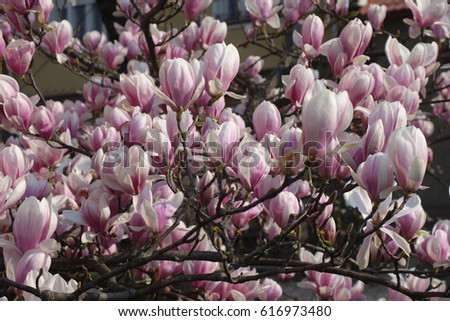 Magnolia.