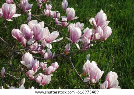 Magnolia.