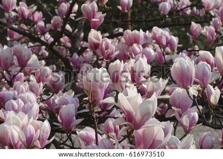 Magnolia.