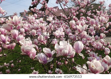 Magnolia.