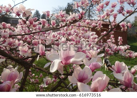 Magnolia.