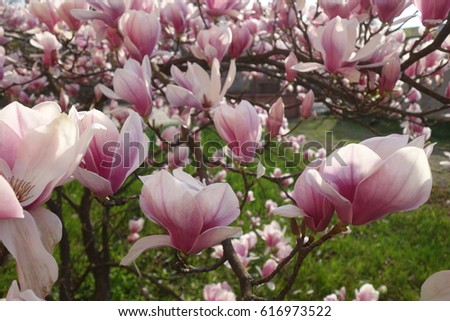 Magnolia.