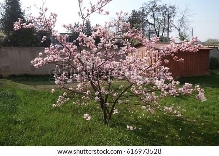 Magnolia.