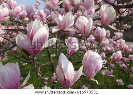 Magnolia.