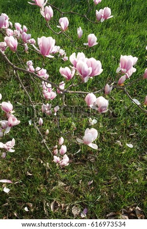 Magnolia.