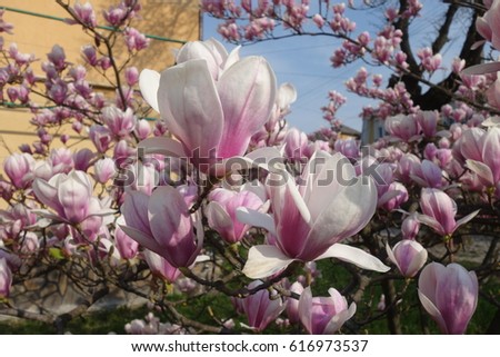 Magnolia.