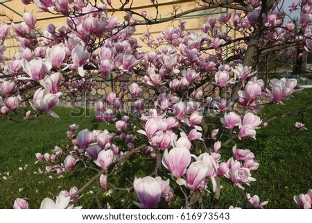 Magnolia.