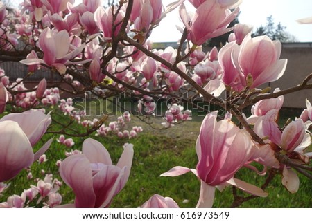 Magnolia.