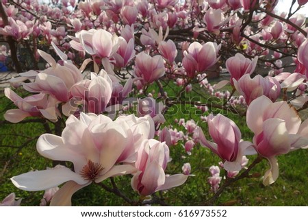 Magnolia.