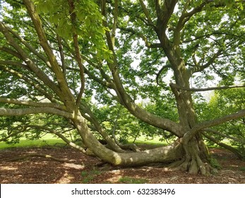 Magnolia Bark