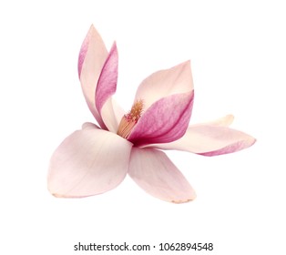 A Magnolia blooming isolate white