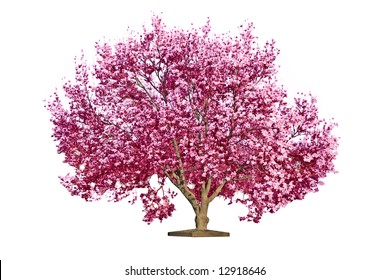 Magnolia Blooming Tree, Isolated On White Background