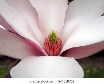     Magnolia blossom closeup      