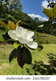 A Magnolia Blossom In The Mississippi Spring