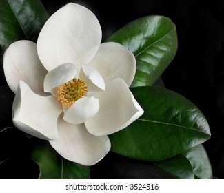 Magnolia on Dark Background