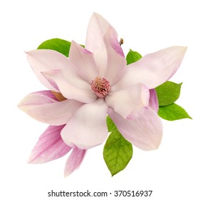 A Magnolia Blossom On White Background