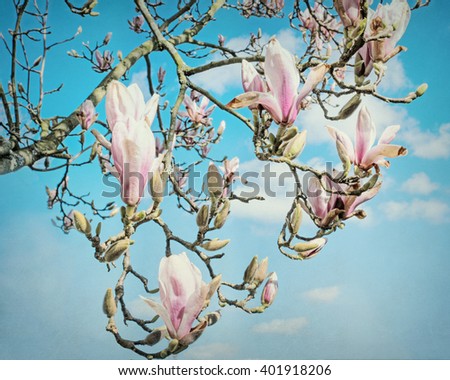 Image, Stock Photo Flower store (7) anemone