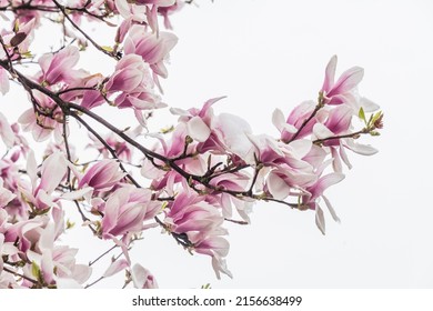 Magnolia Blossoms In Spring After A Snowstorm