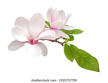 Magnolia branch flower isolated white