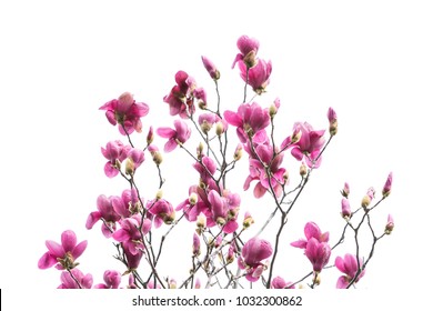 Magnolia Branch Isolated On White Background