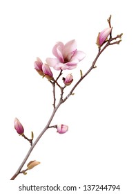 Magnolia Branch Isolated On White