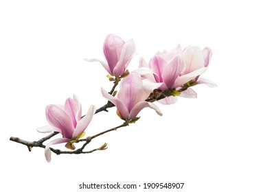 Magnolia Branch Isolated On White Background