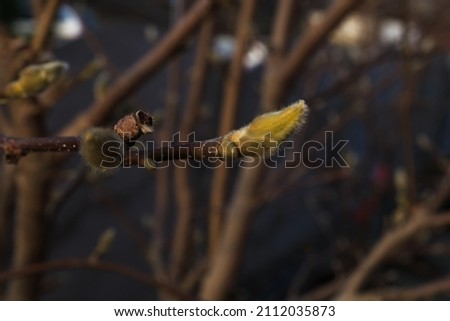 Magnolia branches with buds in haze. Village in Bulgaria. Contast light, dark shadows, horizontal background. Selective focus.