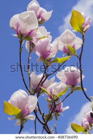 Similar – Image, Stock Photo Flower store (7) anemone