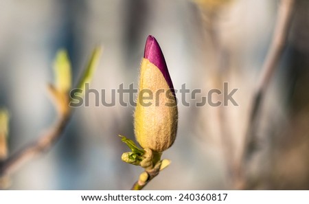 Magnolia bud