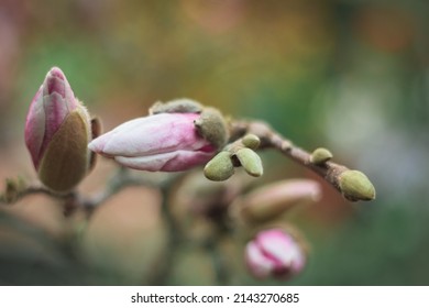 Magnolia buds tree blossoms in a city park springtime. Bright magnolia flower against blue sky. Spring in the city floral background. High quality photo - Shutterstock ID 2143270685