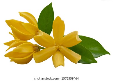 1,131 Magnolia Champaca Flower Images, Stock Photos & Vectors ...