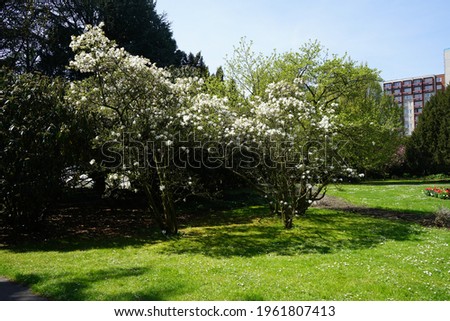 Magnolia cobus - tree in spring