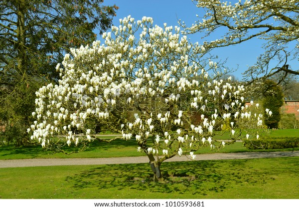 Magnolia Columbus