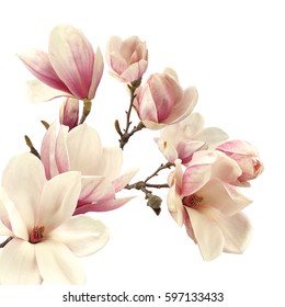 magnolia flower 