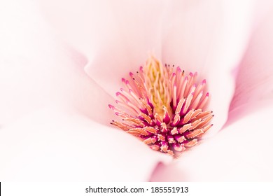 Magnolia Flower Blossom, Macro View Zoom Inside Horizontal 