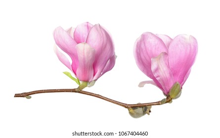 Similar Images, Stock Photos & Vectors of pink magnolia flowers