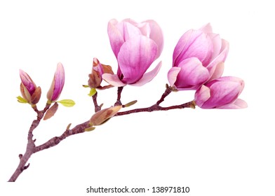 13,171 Pink Magnolia With Branch Isolated Stock Photos, Images ...