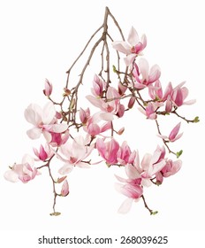 Magnolia, Flower Branch Isolated On White