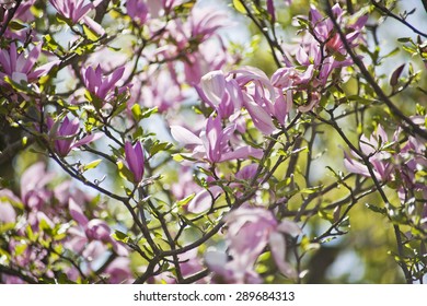 Magnolia Flower Buds, pink blooming tree