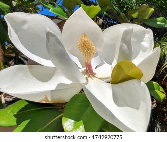 Magnolia Flower Found In Southern California Landscape