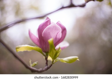 Magnolia flower in half bloom 