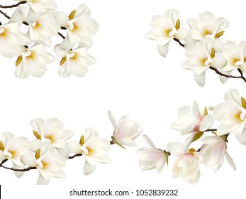 Magnolia Flower Isolated On White Background.