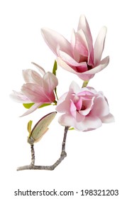 Magnolia Flower Isolated On White 