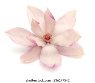 Magnolia Flower Isolated On White Background 