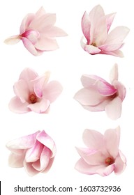 A Magnolia Flower Isolated White Background