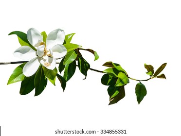 magnolia flower on white background
