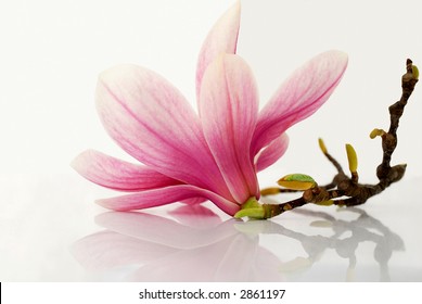 Magnolia Flower Reflected On White Background