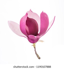 White Magnolia Flower Images, Stock Photos & Vectors | Shutterstock