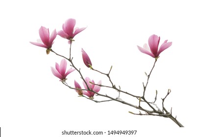 magnolia flower spring branch isolated on white background             
