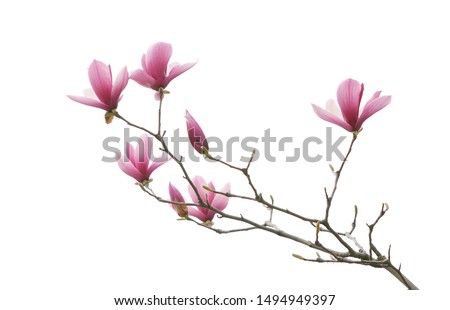 magnolia flower spring branch isolated on white background             